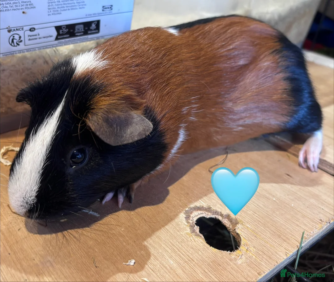 Guinea Pig rodents for sale: Beautiful Sows and Boars of All ages - Advert 5