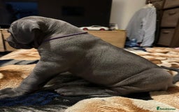 Cane Corso dogs for sale:  Pure breed Cane Corso  Puppies Looking for Homes  - Image 14