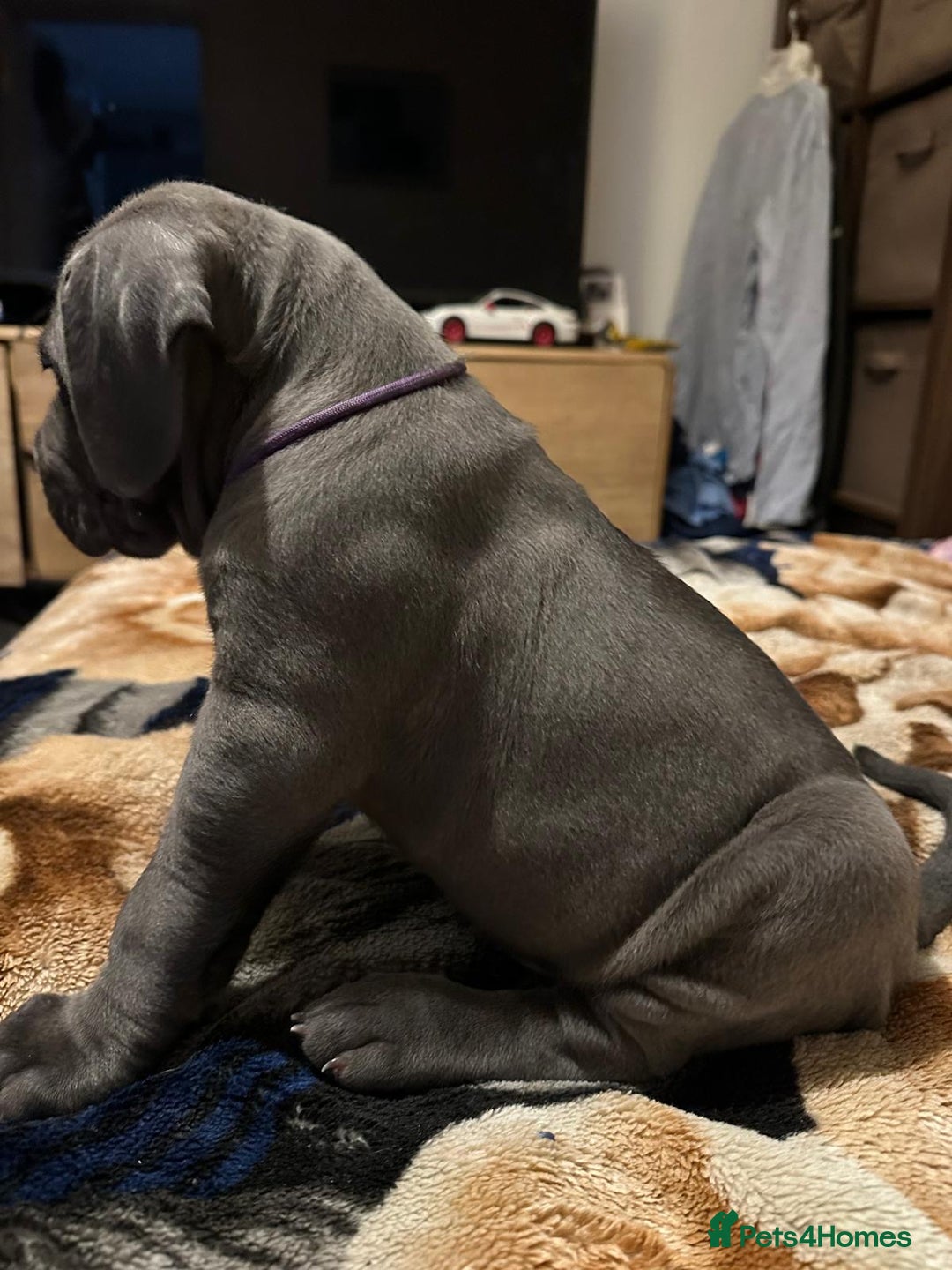 Cane Corso dogs for sale:  Pure breed Cane Corso  Puppies Looking for Homes  - Image 14