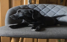 Mixed Breed dogs for sale: F1 Dachshund x Jack Russell  - Image 13