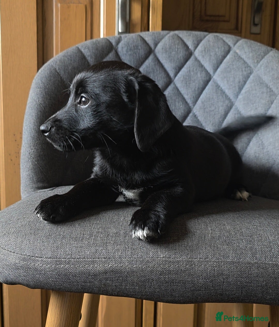 Mixed Breed dogs for sale: F1 Dachshund x Jack Russell  - Image 13