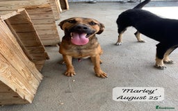 Mixed Breed dogs for adoption: Marley, approx 7 months. Available for adoption. - Image 10