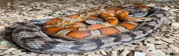 Snake reptiles for sale: Mixed Snakes - Advert 24