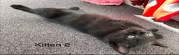 Mixed Breed cats for sale: 2 adorable kittens ❤️ in Great Yarmouth - Advert 15