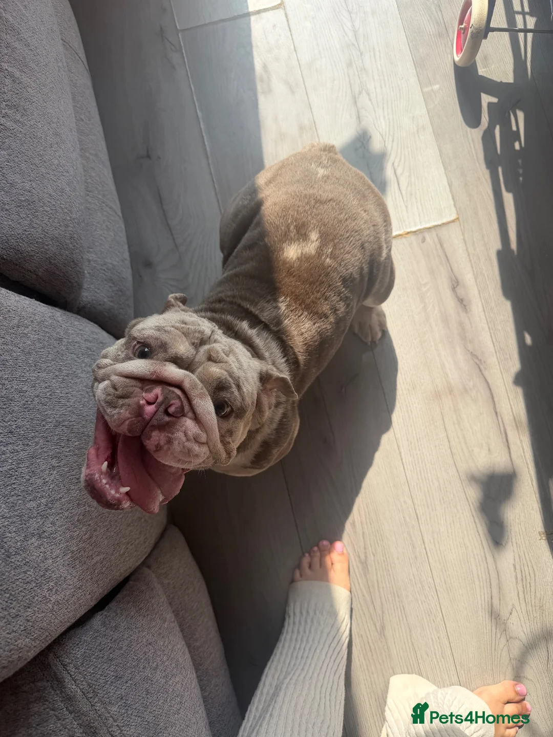 English Bulldog dogs for sale: Female English bulldog.  - Advert 2