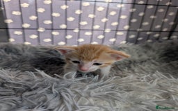 Siamese cats for sale: Siamese x breed  - Image 4
