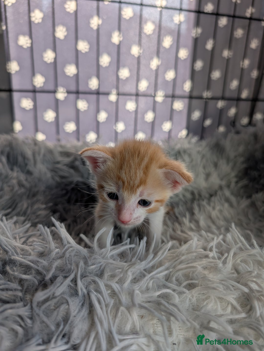 Siamese cats for sale: Siamese x breed  - Image 4