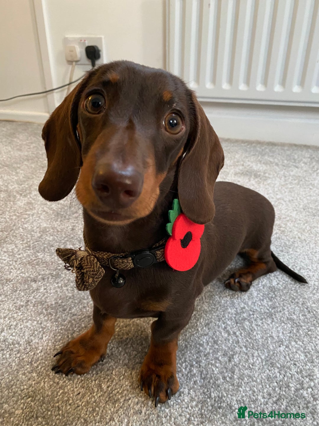 Miniature Dachshund dogs for stud: Minature Dachshund for stud!! *PRA CLEAR* in Martock - Advert 1