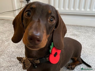 Miniature Dachshund dogs Minature Dachshund for stud!! *PRA CLEAR* in Martock - Advert 5