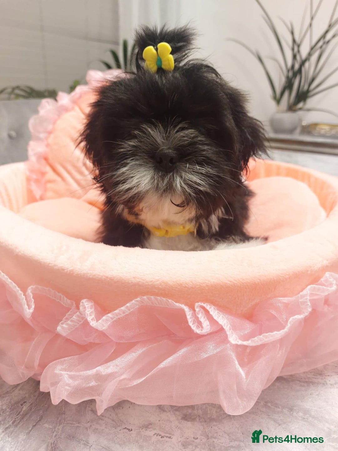 Shih Tzu dogs for sale: 🩷 Beautiful Shitzu Puppies 🩷 - Image 37