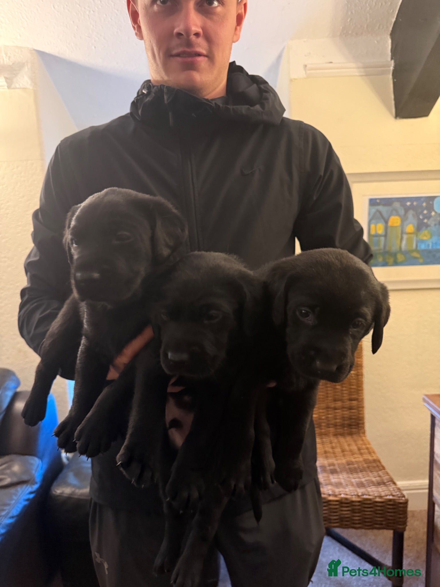 Labrador Retriever dogs FTCH sired, KC reg Labrador puppies  - Advert 2