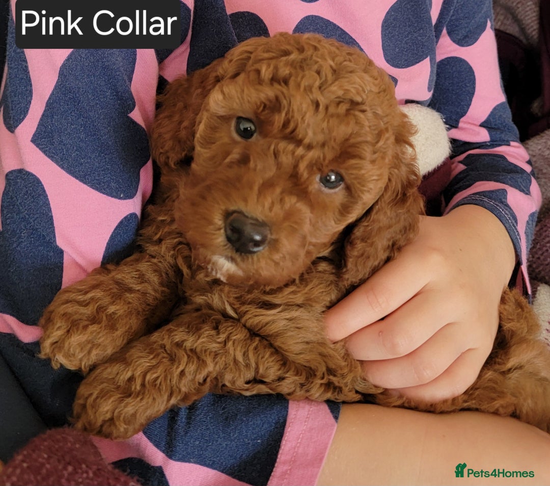 Miniature Poodle dogs for sale: Miniature Red Poodle KC Reg Full Pedigree - Image 23