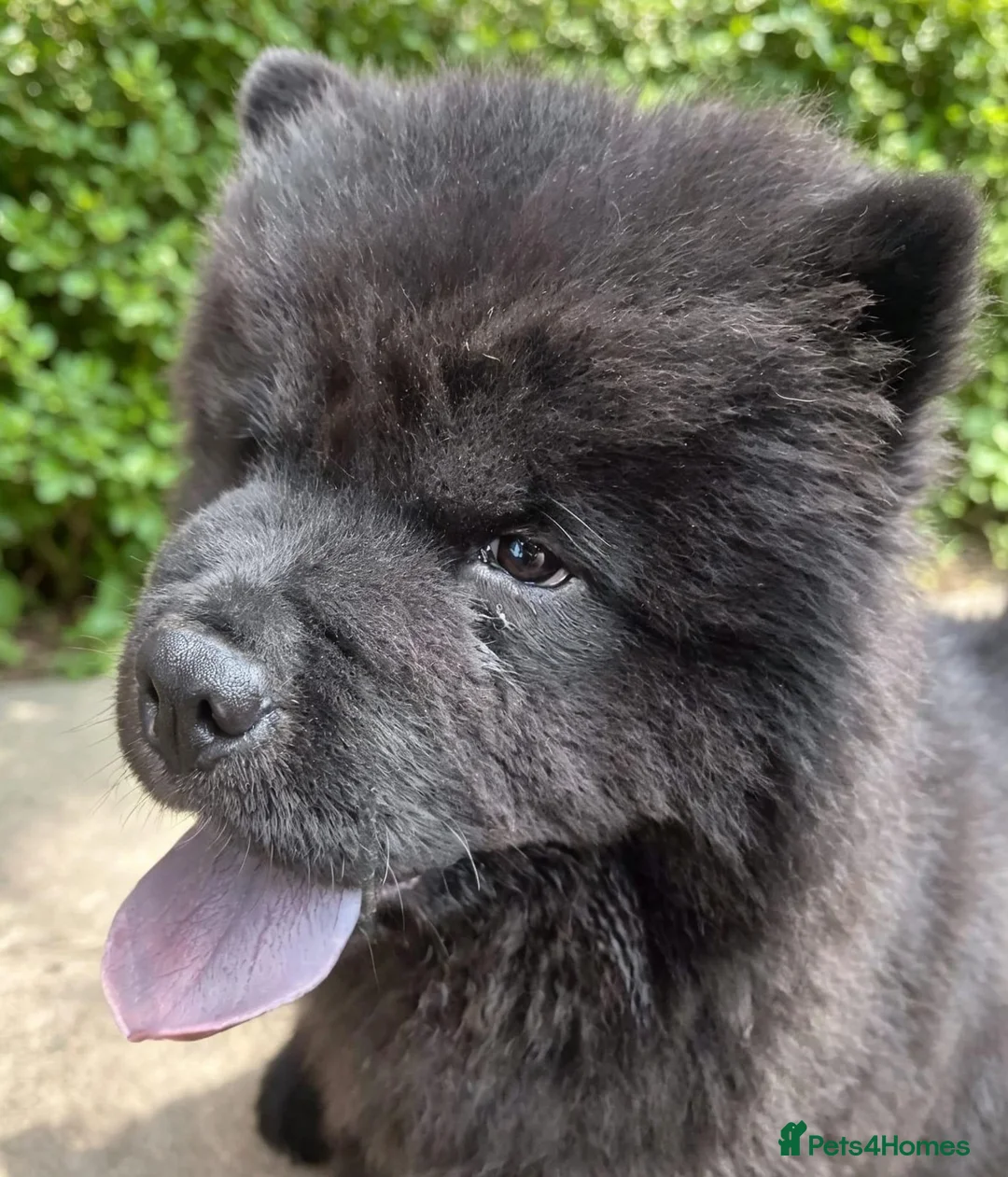 Chow Chow dogs for sale: Black male chow chow puppy Rufus. KC registered - Advert 2