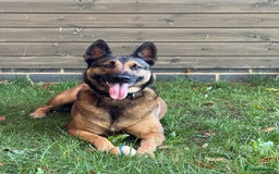 German Shepherd dogs for adoption: Adopt beautiful Skye! - Advert 1