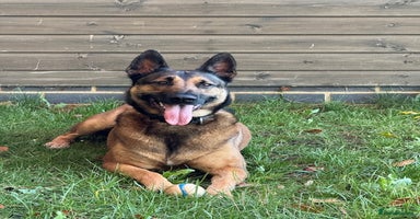 German Shepherd dogs Adopt beautiful Skye! - Advert 6