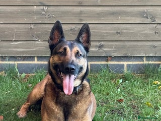 German Shepherd dogs Adopt beautiful Skye! - Advert 8