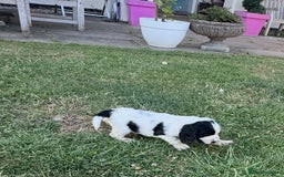 Cocker Spaniel dogs for sale: READY NOW Show potential cocker pups black white in Birmingham - Image 6