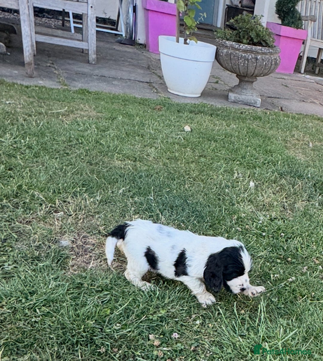 Cocker Spaniel dogs for sale: READY NOW Show potential cocker pups black white in Birmingham - Image 6