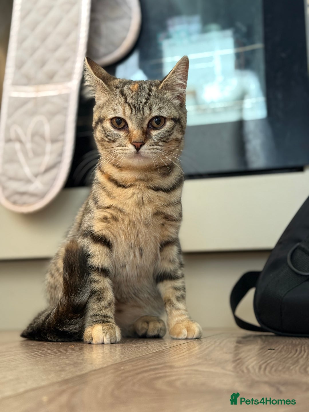 Bengal cats for sale: 3month Bengal x female  - Image 11