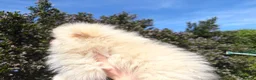 Pomeranian dogs for sale: Gorgeous male PomeranianS - Advert 6