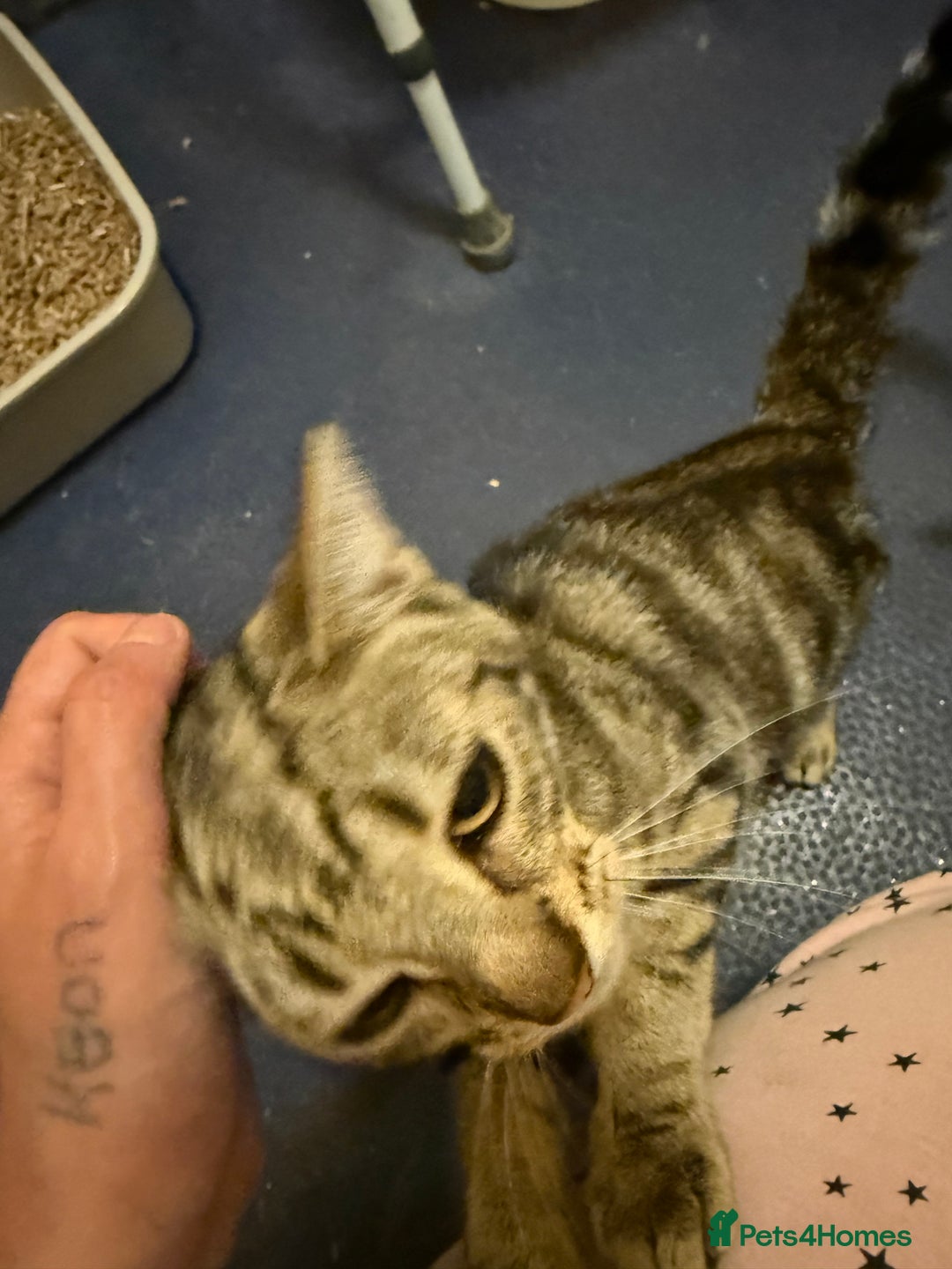 Burmilla cats for sale: Taz and Tigger  - Advert 10