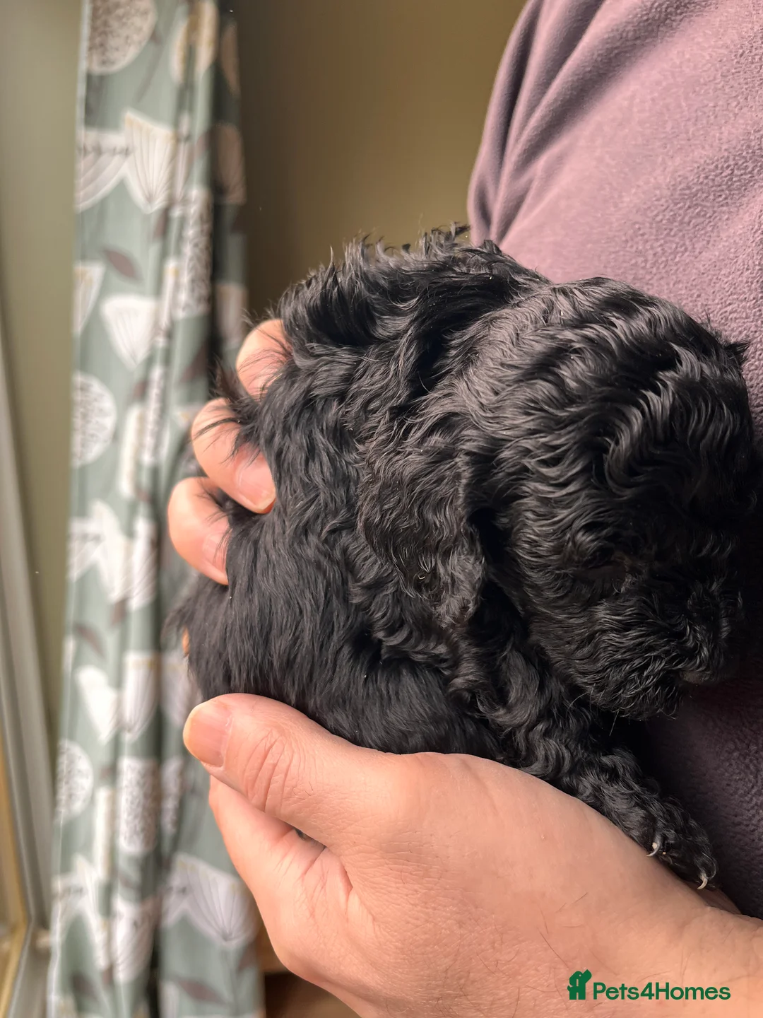 Mixed Breed dogs for sale: Stunning black Australian labradoodle pups - Advert 12