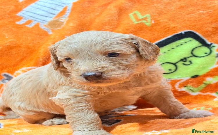 Mini Goldendoodle dogs - Advert 1
