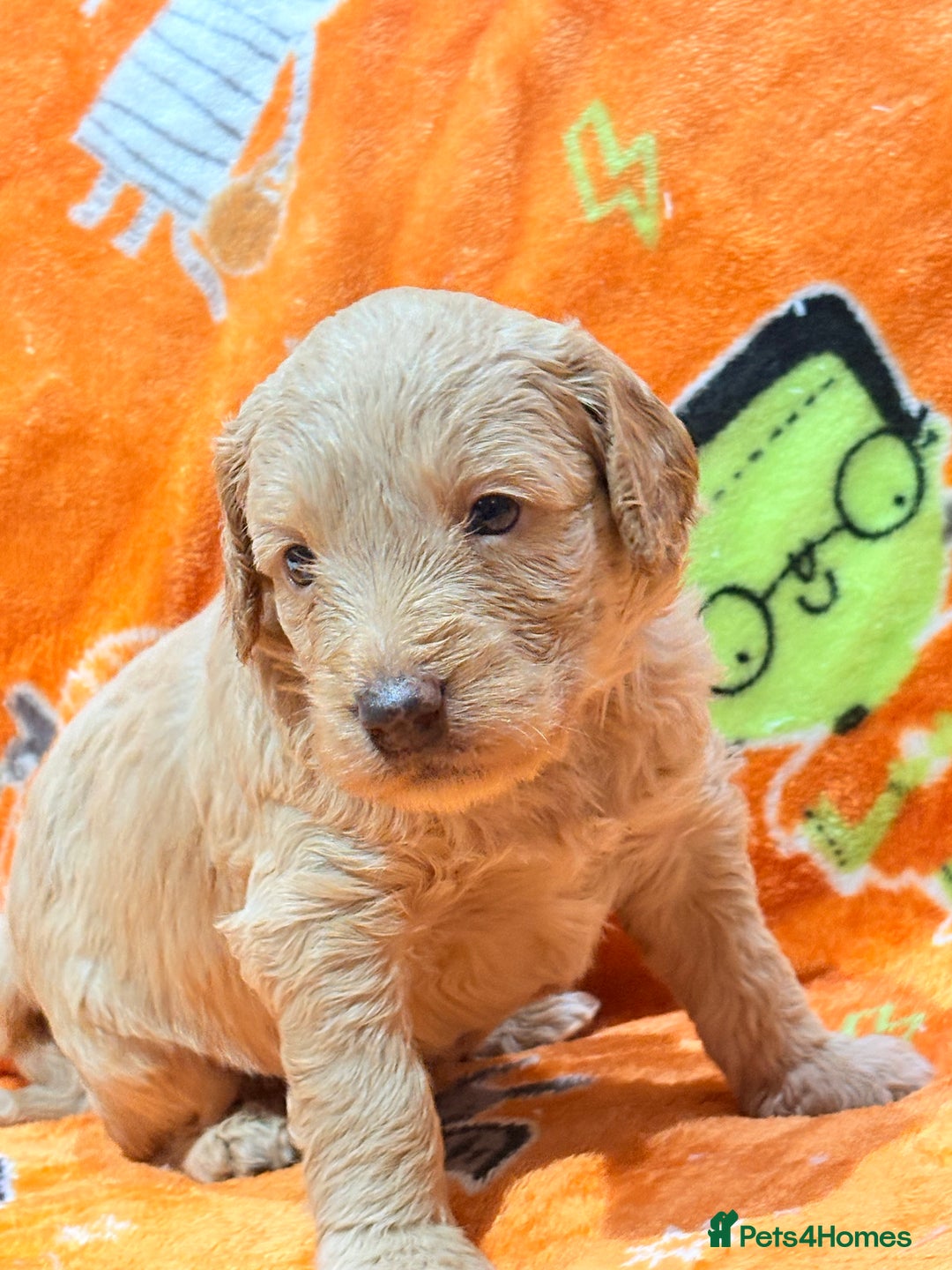 Mini Goldendoodle dogs for sale: 🐾🐾Mini golden doodles out of therapy asst momma - Image 1