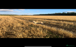 Whippet dogs for stud: Stud whippet - Image 8