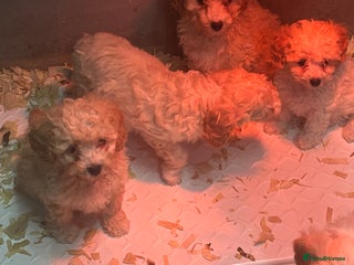 Cavapoo dogs Cavapoo - Advert 5