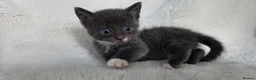 British Shorthair cats for sale: MIXED British Shorthair - Advert 21