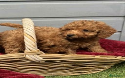 Toy Poodle dogs for sale: Toy poodle puppies looking for their forever home  - Image 8