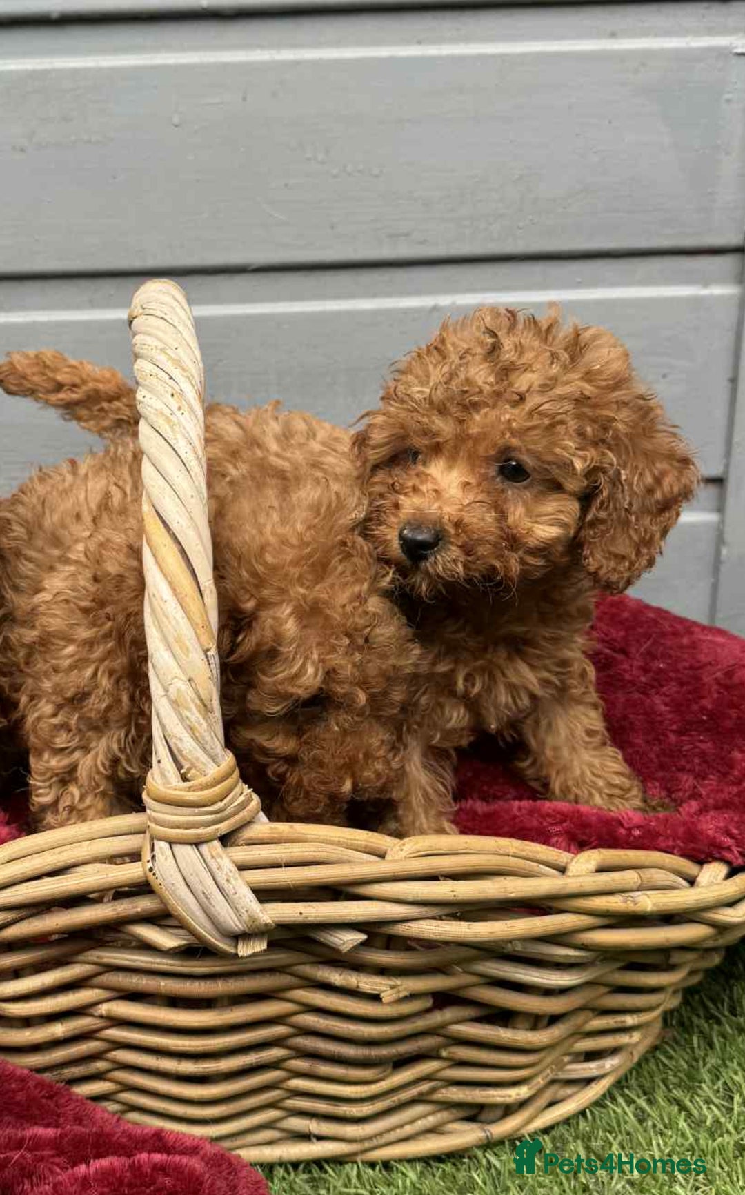 Toy Poodle dogs for sale: Toy poodle puppies looking for their forever home  - Image 8
