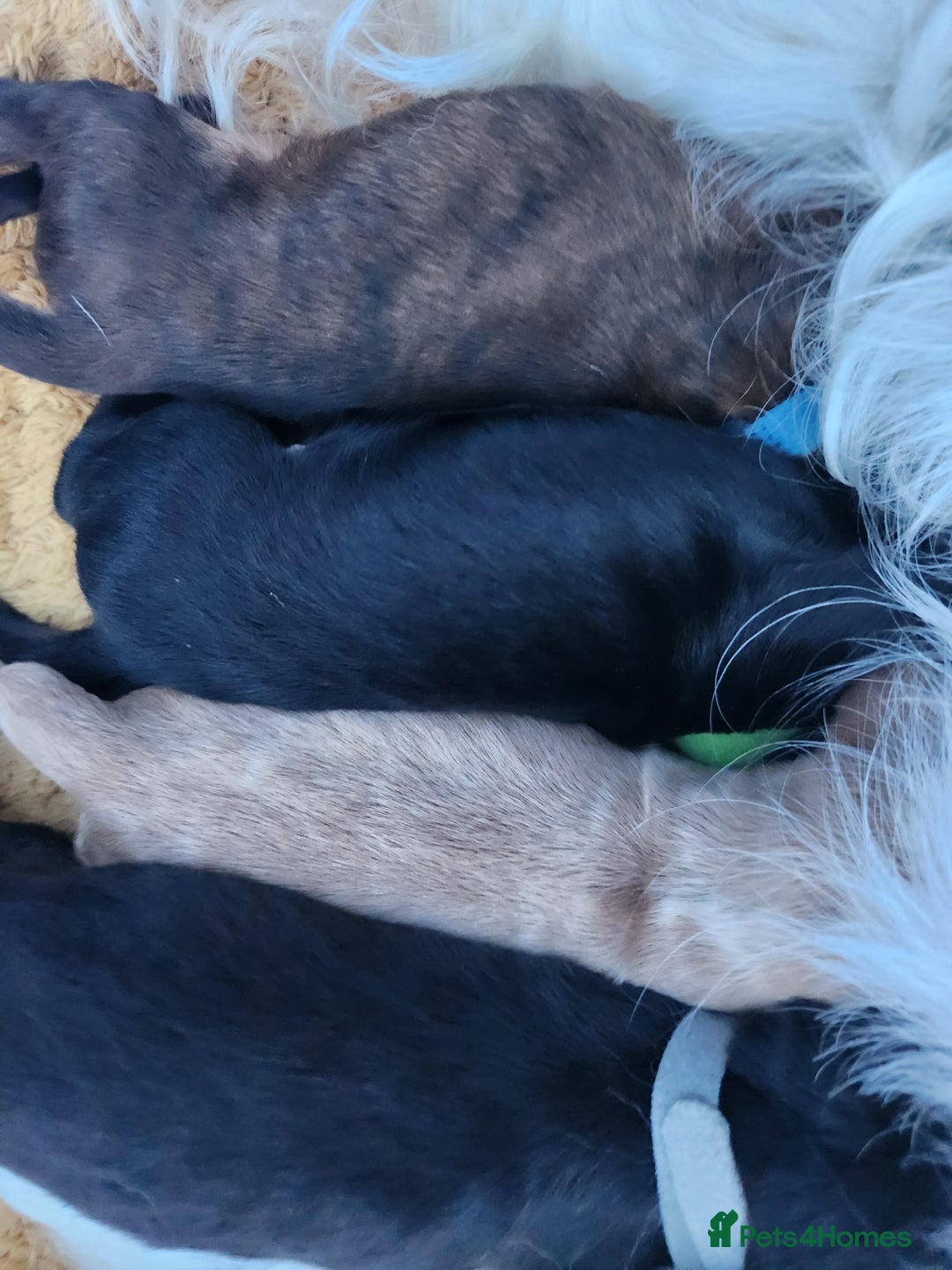 Mixed Breed dogs for sale: ​Beautiful Golden Retriever x Spaniel Pups - Advert 4