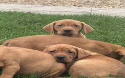 Mixed Breed dogs for sale: Vizsla x Labrador  - Image 10