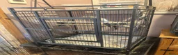 Cockatiels birds for sale: Aviary Cockatiels for sale - Advert 3