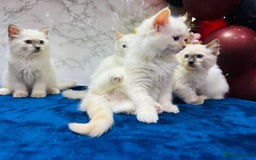 Ragdoll cats for sale: TICA Registered Magnificent Ragdoll kittens  - Image 19