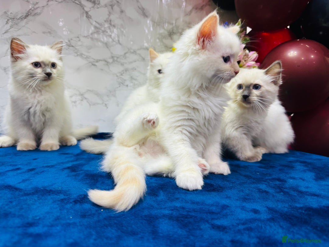 Ragdoll cats for sale: TICA Registered Magnificent Ragdoll kittens  - Image 19