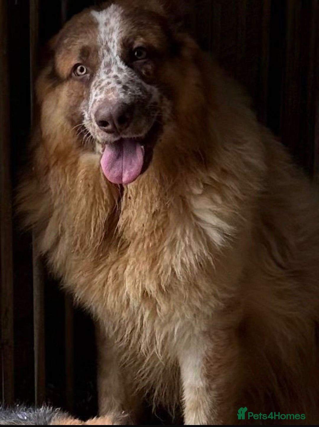 German Shepherd dogs for sale: 3 beautiful German shepherd puppies  - Advert 6