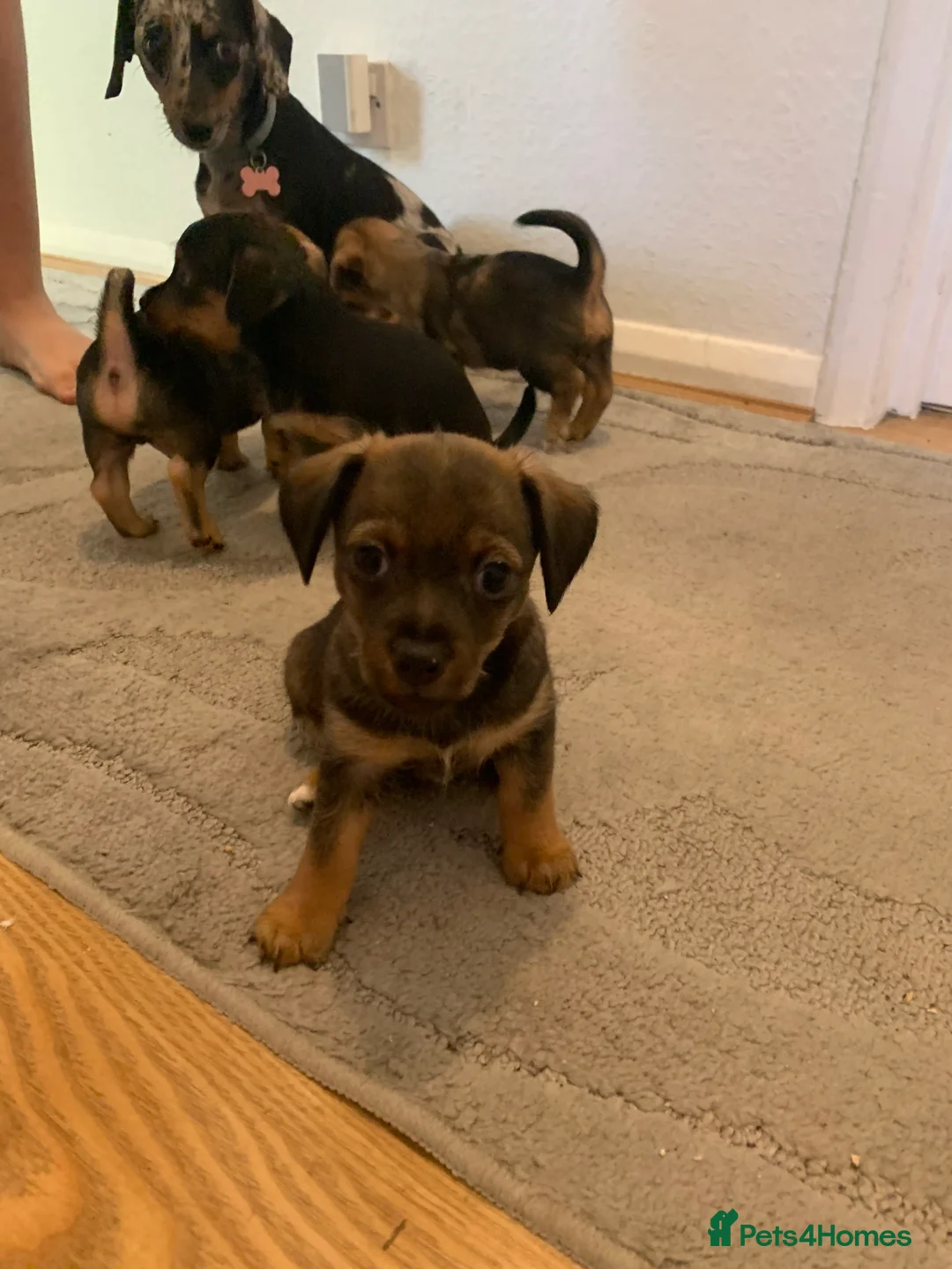 Mixed Breed dogs for sale: Dashund and Yorkshire terrier puppies - Advert 2