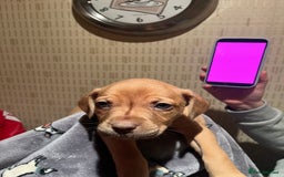 Mixed Breed dogs for sale: Mastiff hybrid - Advert 5