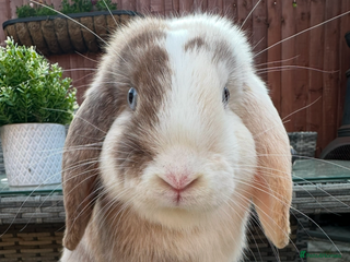 Mini Lop rabbits - Advert 35