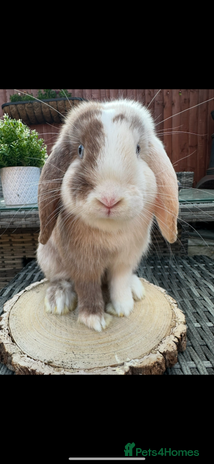 Mini Lop rabbits - Advert 9