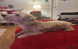 Dachshund dogs for sale: Pedigree standard cream wirehaired Dachshund  - Advert 3