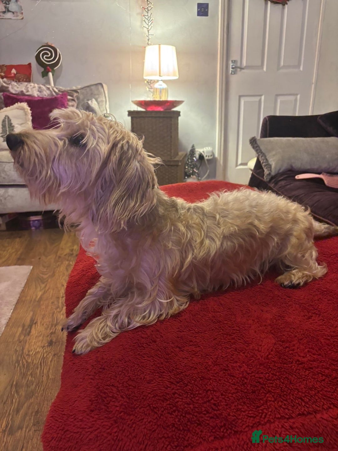Dachshund dogs for sale: Pedigree standard cream wirehaired Dachshund  - Advert 3