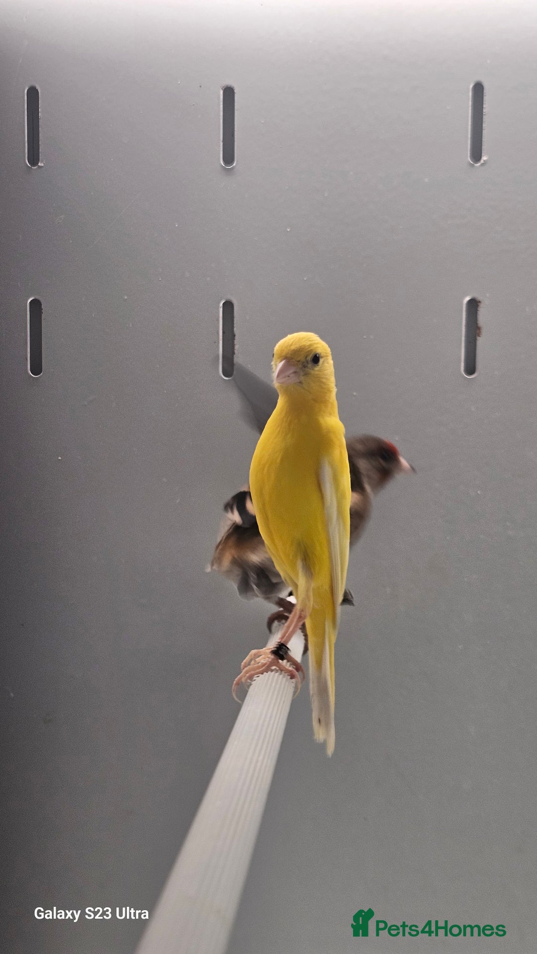Canaries birds for sale: Irish fancy canarys  - Image 1