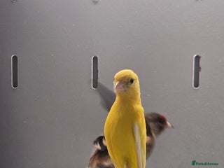 Canaries birds - Advert 1