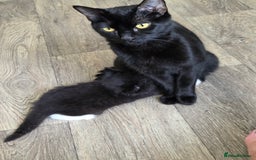 Ragdoll cats for sale: 3 beautiful girls ragdoll x domestic left! - Image 2