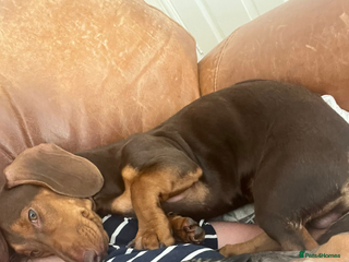 Miniature Dachshund dogs - Advert 13