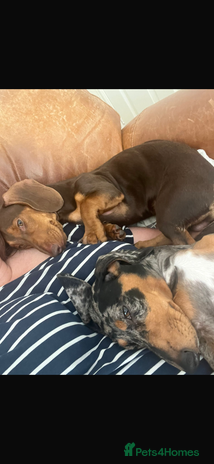 Miniature Dachshund dogs - Advert 11